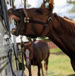 Meet your Posher, Hailey